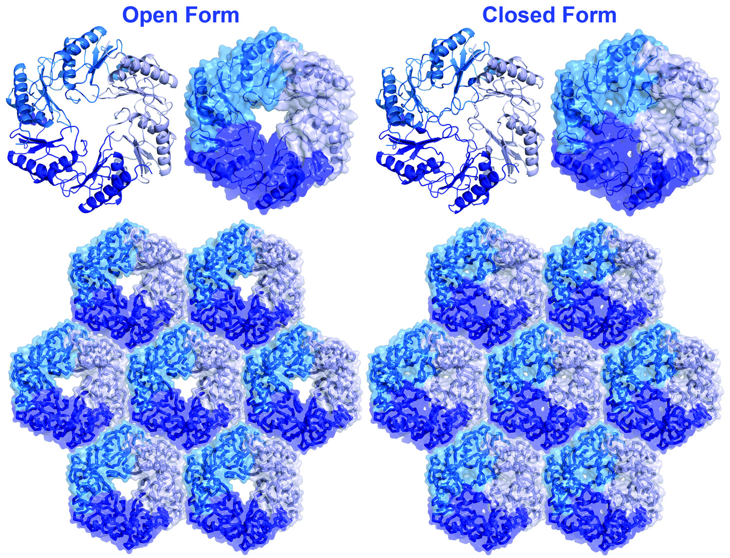 Open and closed pore forms of a BMC shell protein (EutL). (Adapted from Tanaka, et al., 2010)