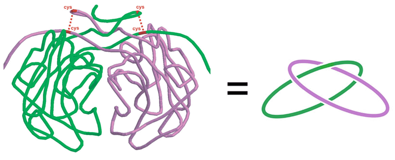 A covalently and topologically linked dimer, citrate synthase, in the hyperthermophile P. aerophilum. (Adapted from Boutz, et al.) 