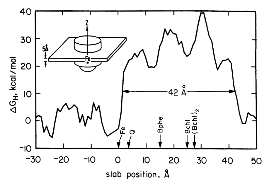 (top) The structure of the Rb. sphaeroides reaction center and its optimized position in a lipid bilayer, based on a simplified energetic calculation (bottom) to determine as precisely as possible how the reaction center sits in the membrane.