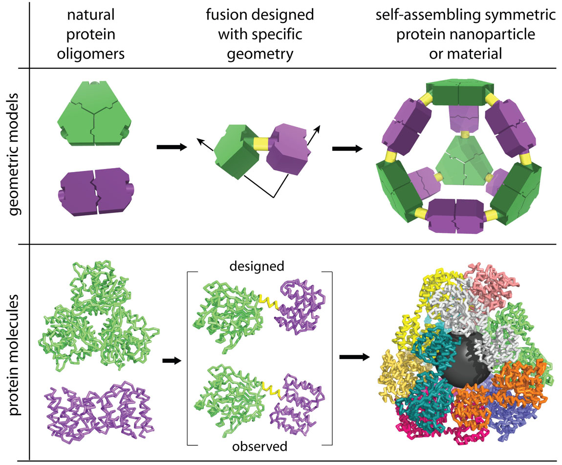 The oligomeric fusion strategy for designing self-assembling protein materials or 'nanohedra'. (Adapted from Lai, et al. 2012)
