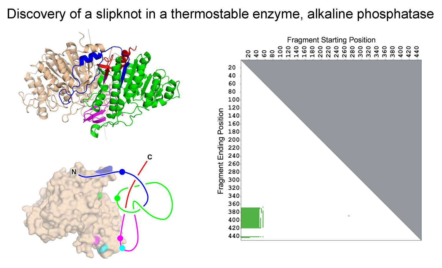 Discovery of the first protein slip knot, in the thermophilic enzyme alkaline phosphatase. The panel on the right shows a knot plot that revealed that a partial structure within the intact fold forms a knot. (Adapted from King, et al. (2007)) 